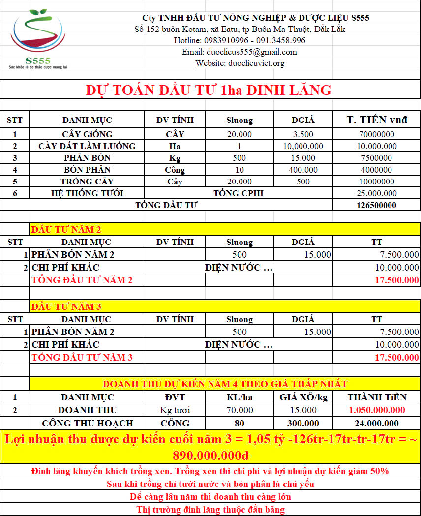 Cung cấp cây đinh lăng và thu mua đinh lăng theo hợp đồng