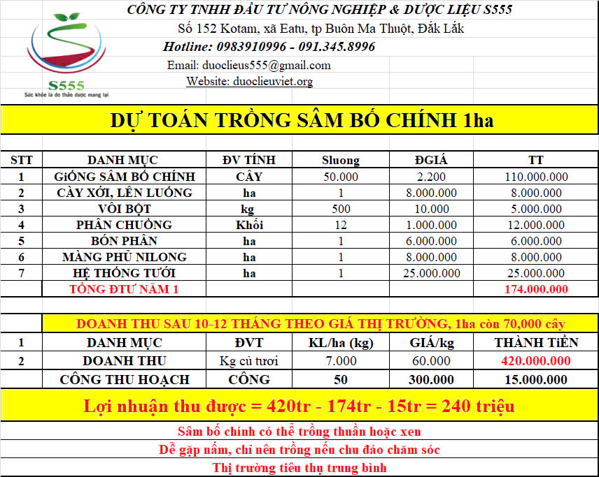 S555 Group cung cấp giống sâm bố chính và thu mua sâm bố chính theo hợp đồng
