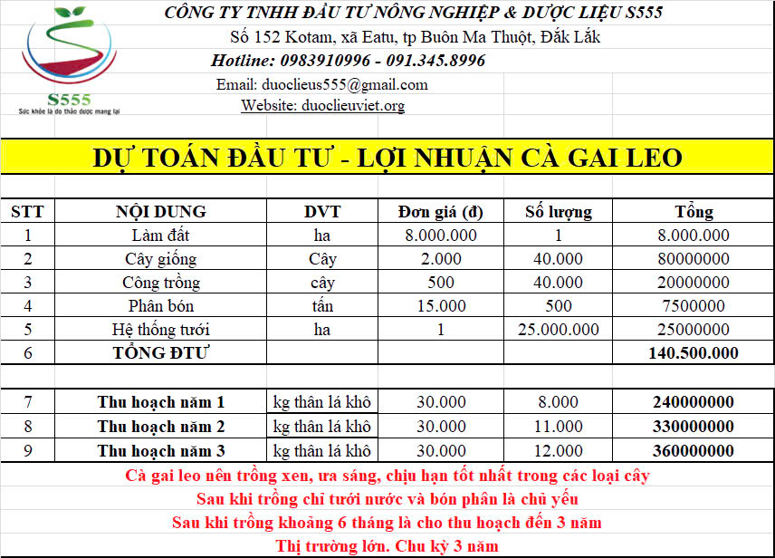 S555 Group cung cấp giống cà gai leo và thu mua cà gai leo theo hợp đồng