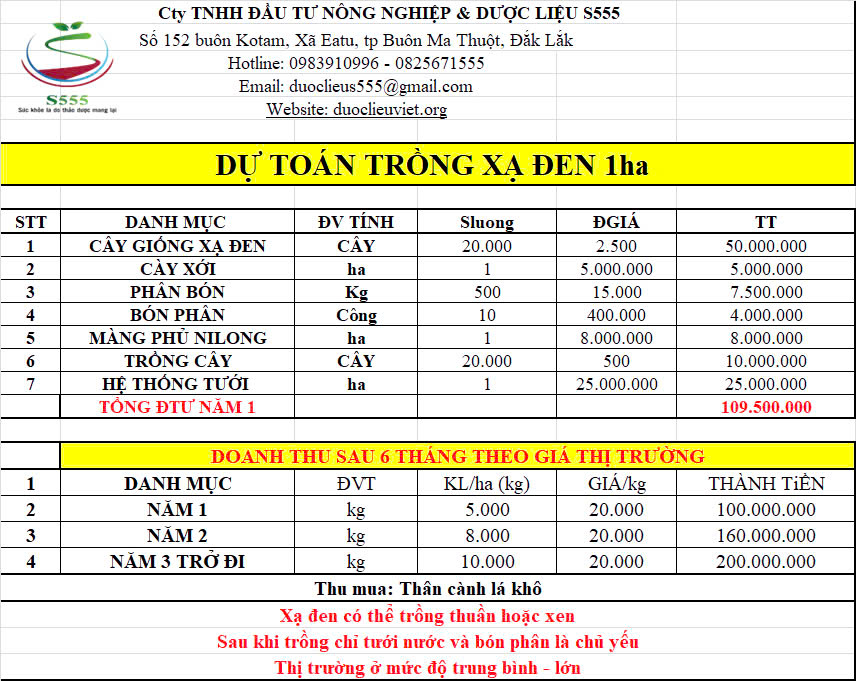 S555 Group cung cấp giống xạ đen và thu mua xạ đen theo hợp đồng
